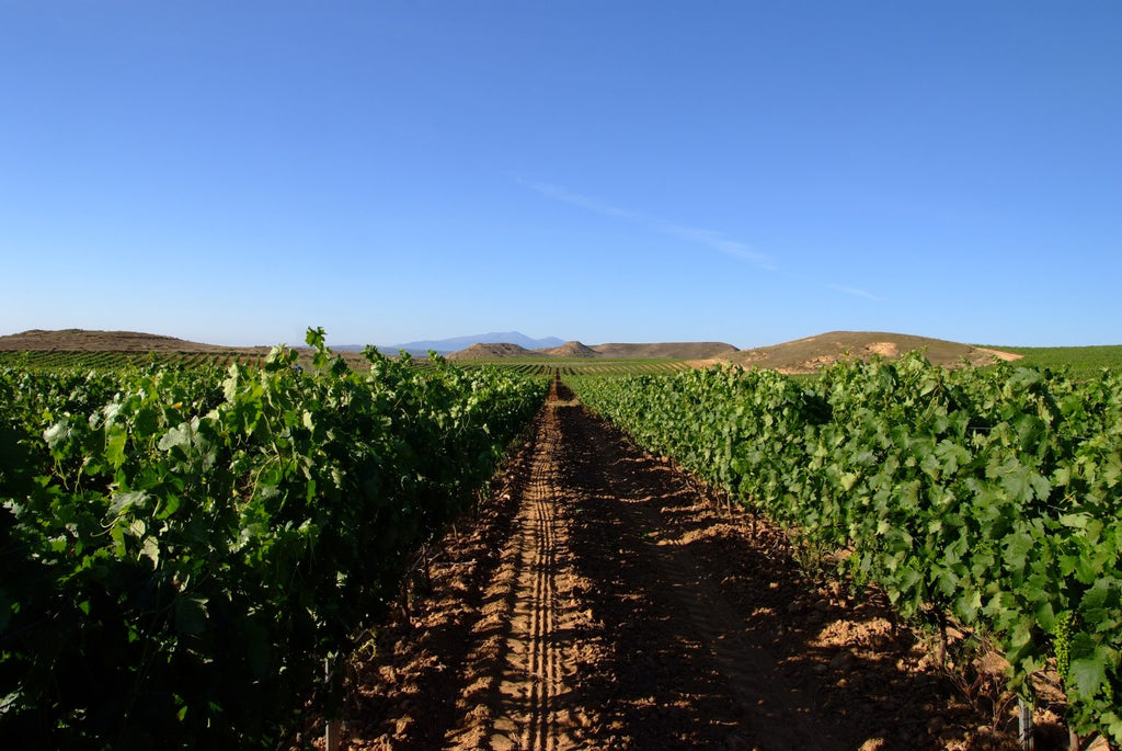 PROYECTO INNOZONE: AVANCES Y DESAFÍOS - Vinarchy