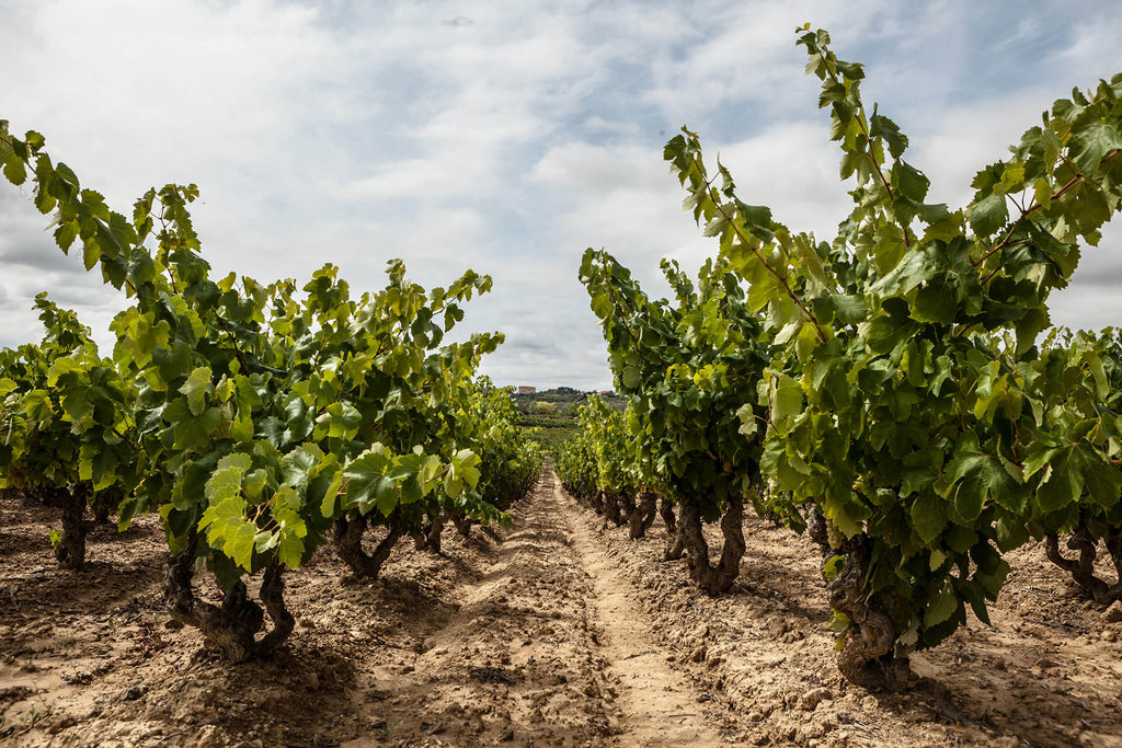 PROYECTO INNOZONE - Vinarchy